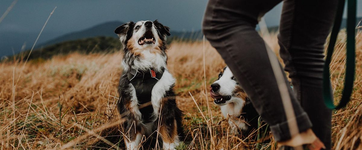 Tips for hiking with your dog in the Okanagan