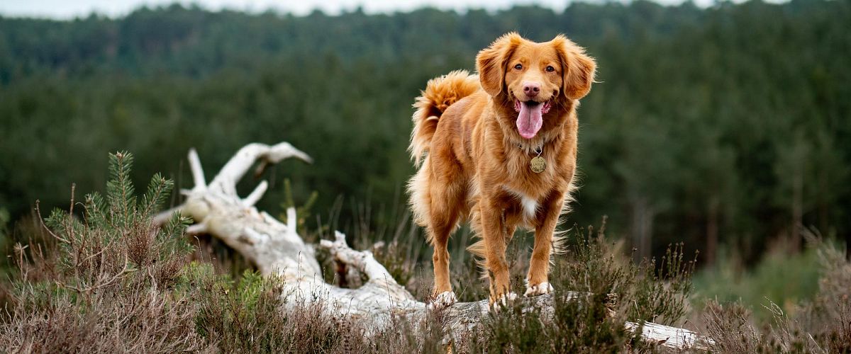 Heartworm Season in the Okanagan