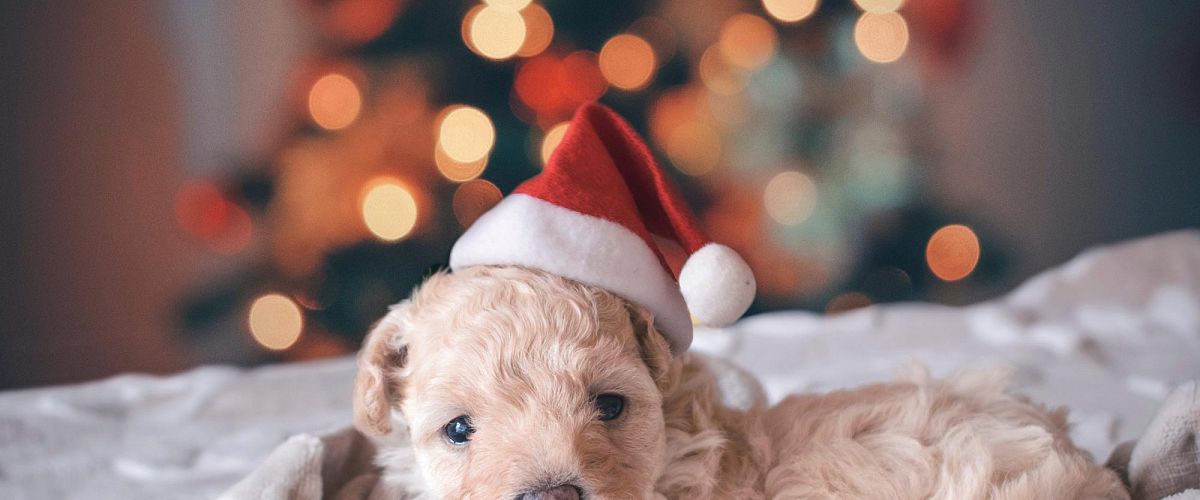 Pet Holiday Safety