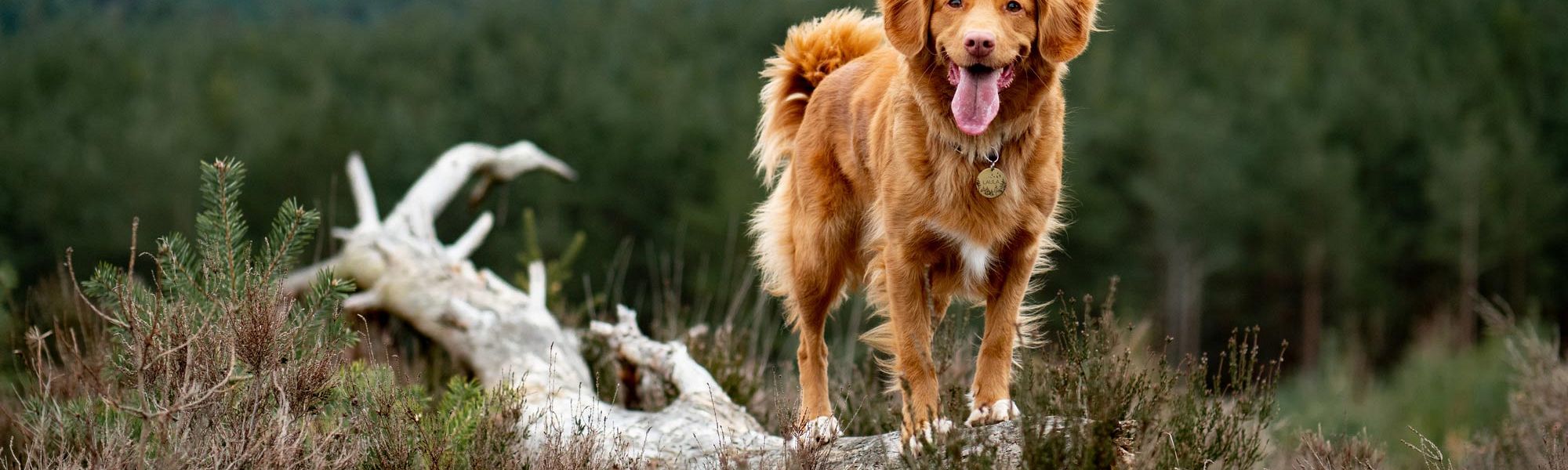 Heartworm Season in the Okanagan