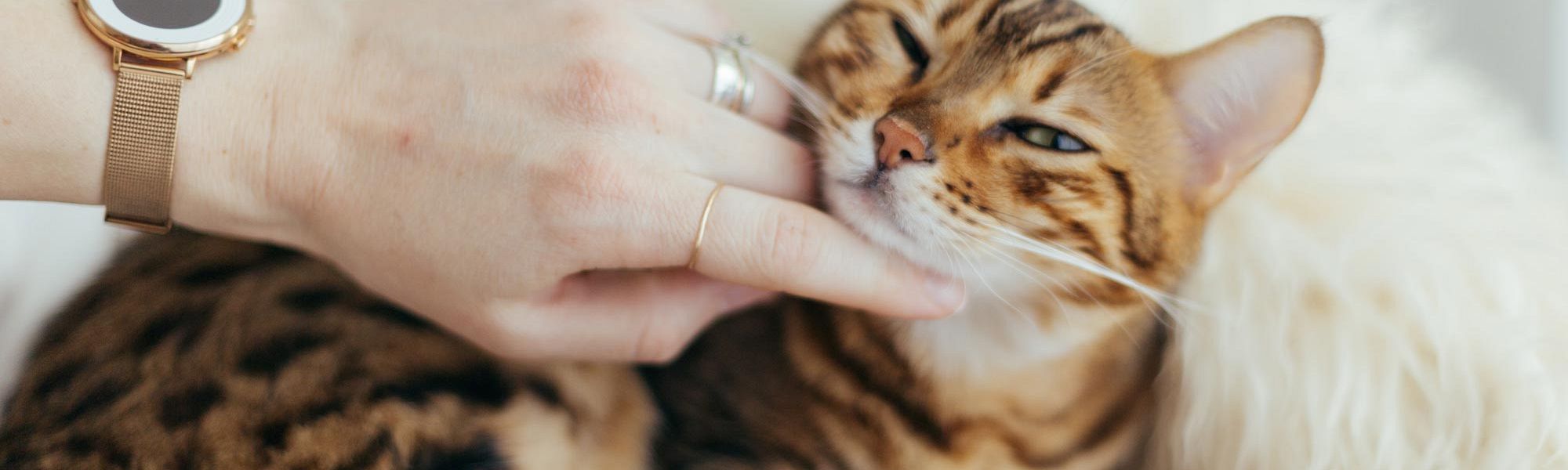 How to Brush Your Pet's Teeth