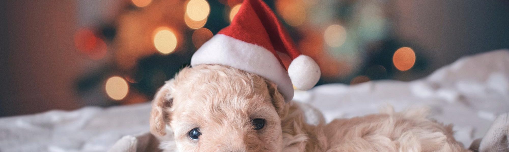 Pet Holiday Safety