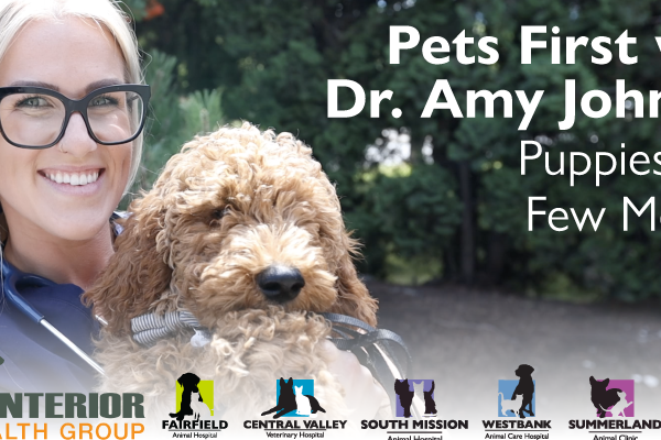 South Mission Animal Hospital Client Focused Pet Care